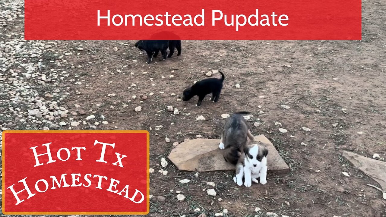 Homestead Pupdate