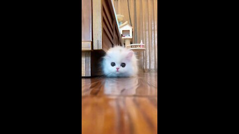 Cute Baby Cat playing