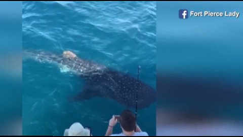 Fishermen treated to rare whale shark sighting off Fort Pierce marina