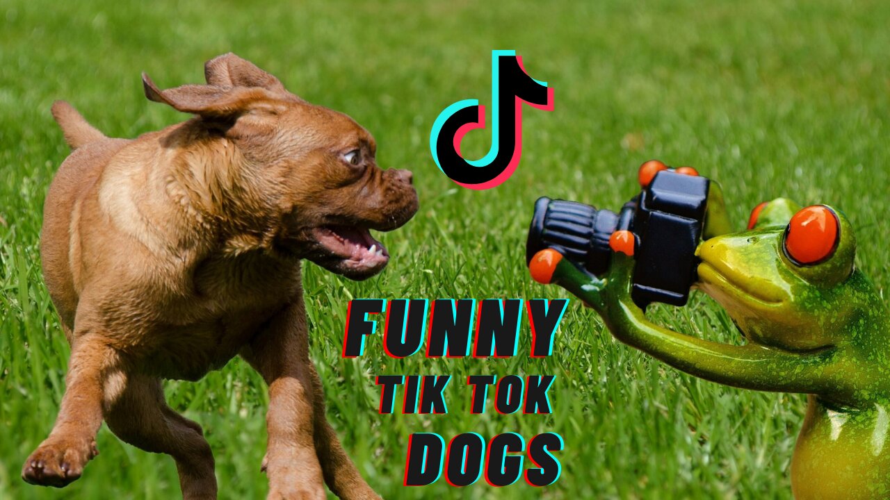 Funny Tik Tok Dogs For You To Have Fun!