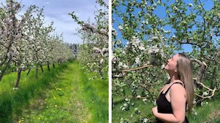 Tu peux te balader gratuitement dans ce verger en fleurs près de Montréal ce printemps