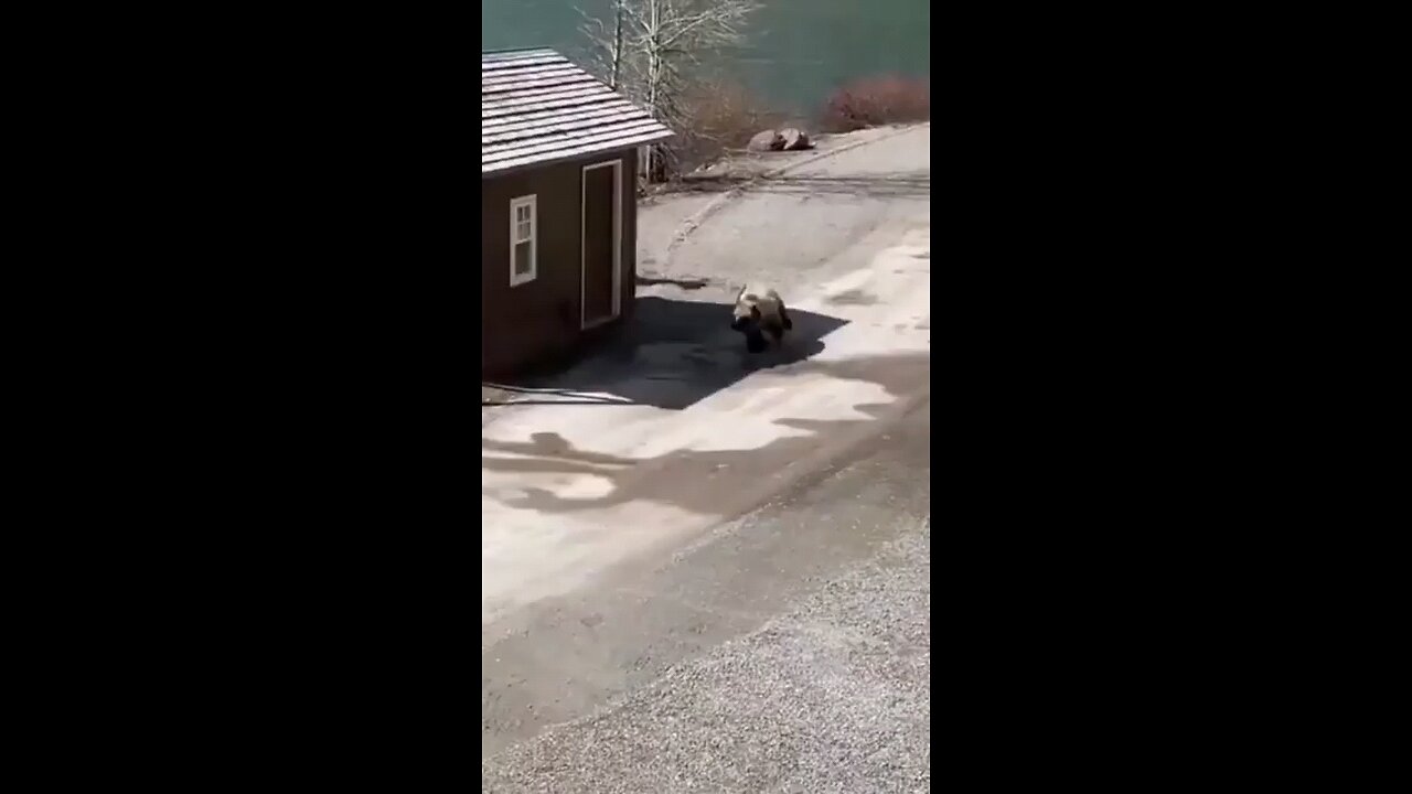 moose chasing down best