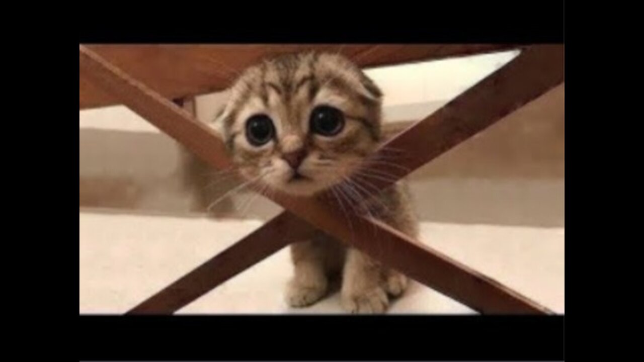 Funny Pets Compilation - Part 2