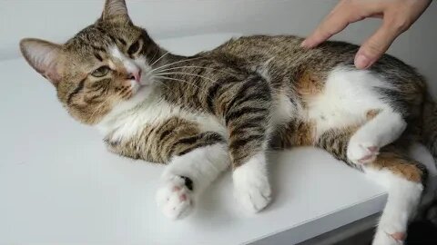 Sweet Funny Cat Won't Let Mom Cut His Claws