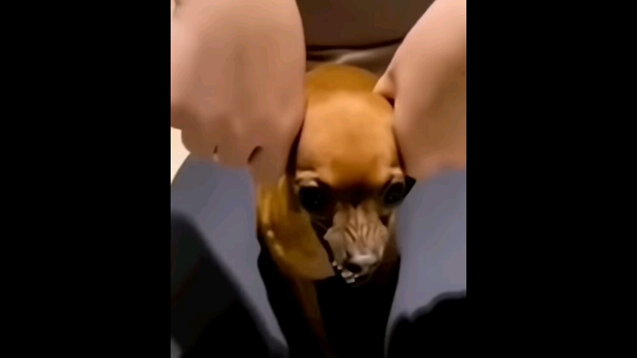 funny dog video