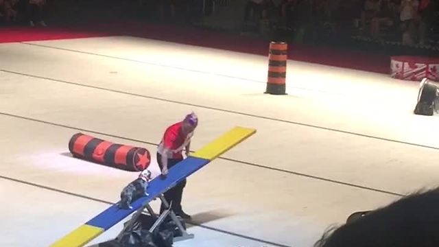 Talented Pup At Dog Show Dominates Obstacle Course