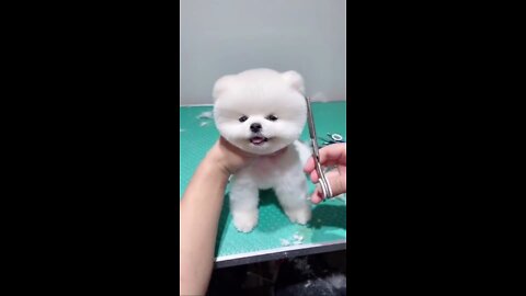 Cute cute dog