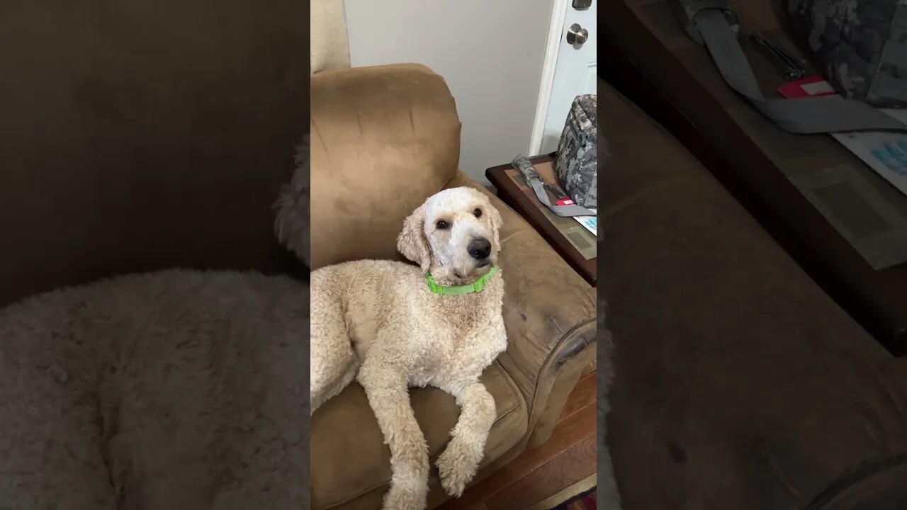 Buddy being budy #2