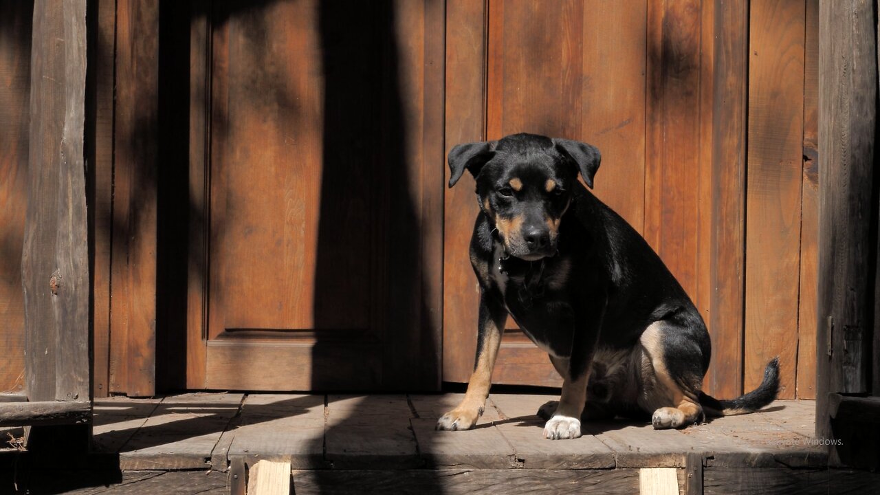 A black dog taking the sun in the door .