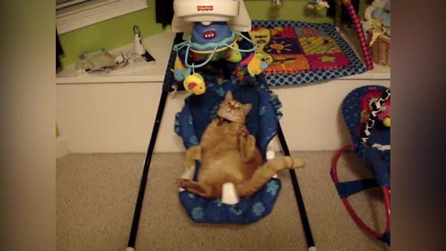 Funny Cat Swings In A Baby Swinging Seat