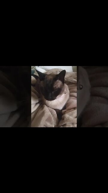 don't let the cuteness fool you #catsofyoutube