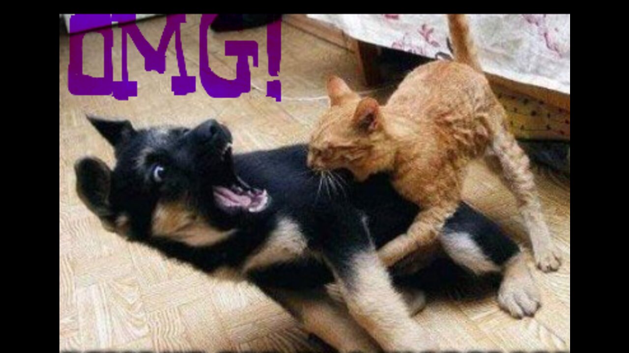 Cats and dogs funny fighting!