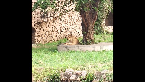 Me in zoo