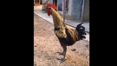 Crow until you pass out