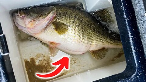 Let's Talk Pre-Spawn Bass Fishing w/ John the Biologist