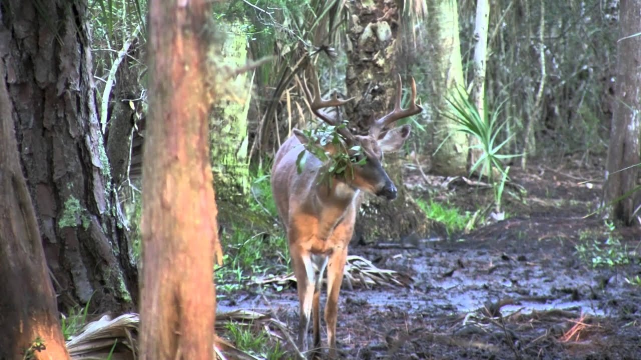 Nice Florida Whitetail Buck!