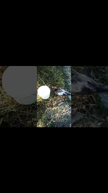 Muscovy girl loves the water and hose