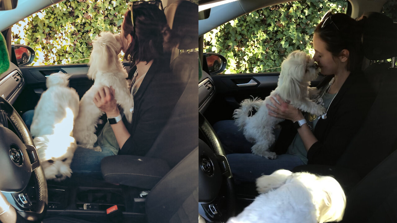 Emotional reunion of the dogs with their human mom and baby sister.