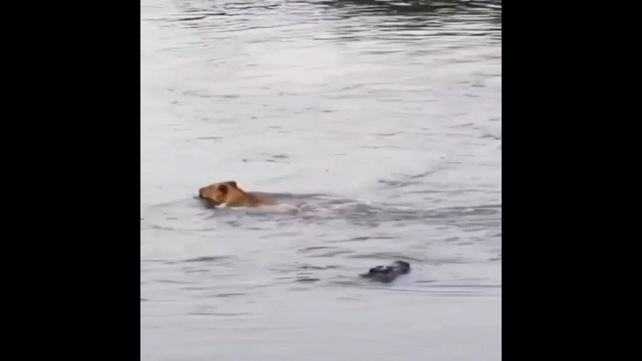 Crocodile trying to eat a lion in the river