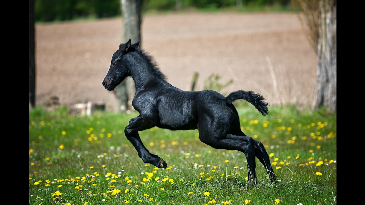 The most beautiful horse, horse fights, the power of horses, horses attack, Crazy Horse,