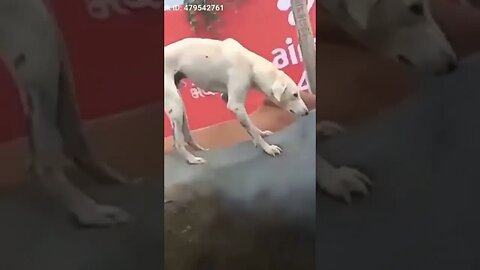 dog back in the karabaw