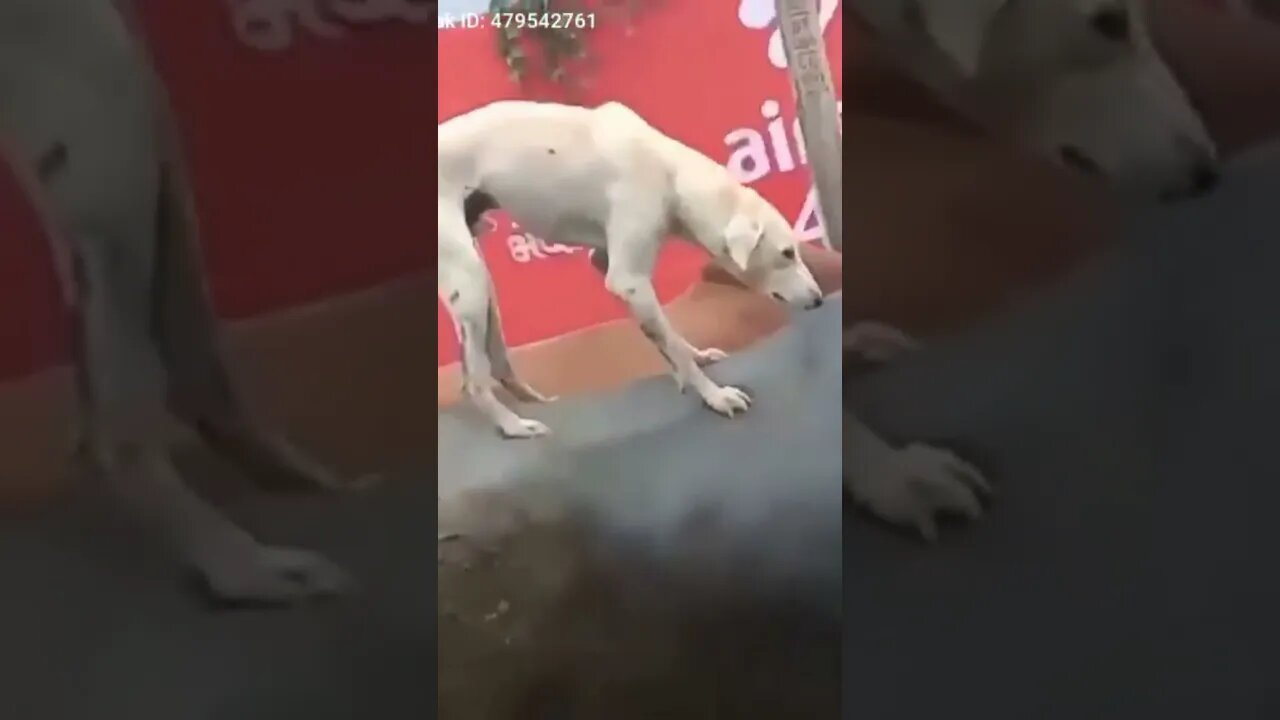 dog back in the karabaw