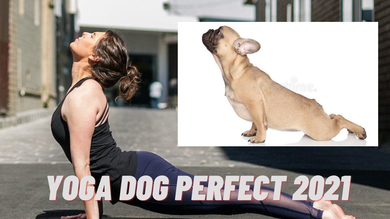 yoga dog perfect 2021