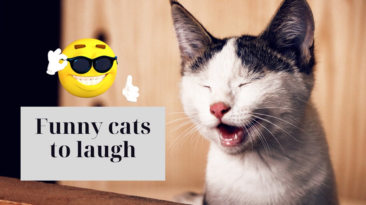 Funny Cat videos that will make make you cry of laughing