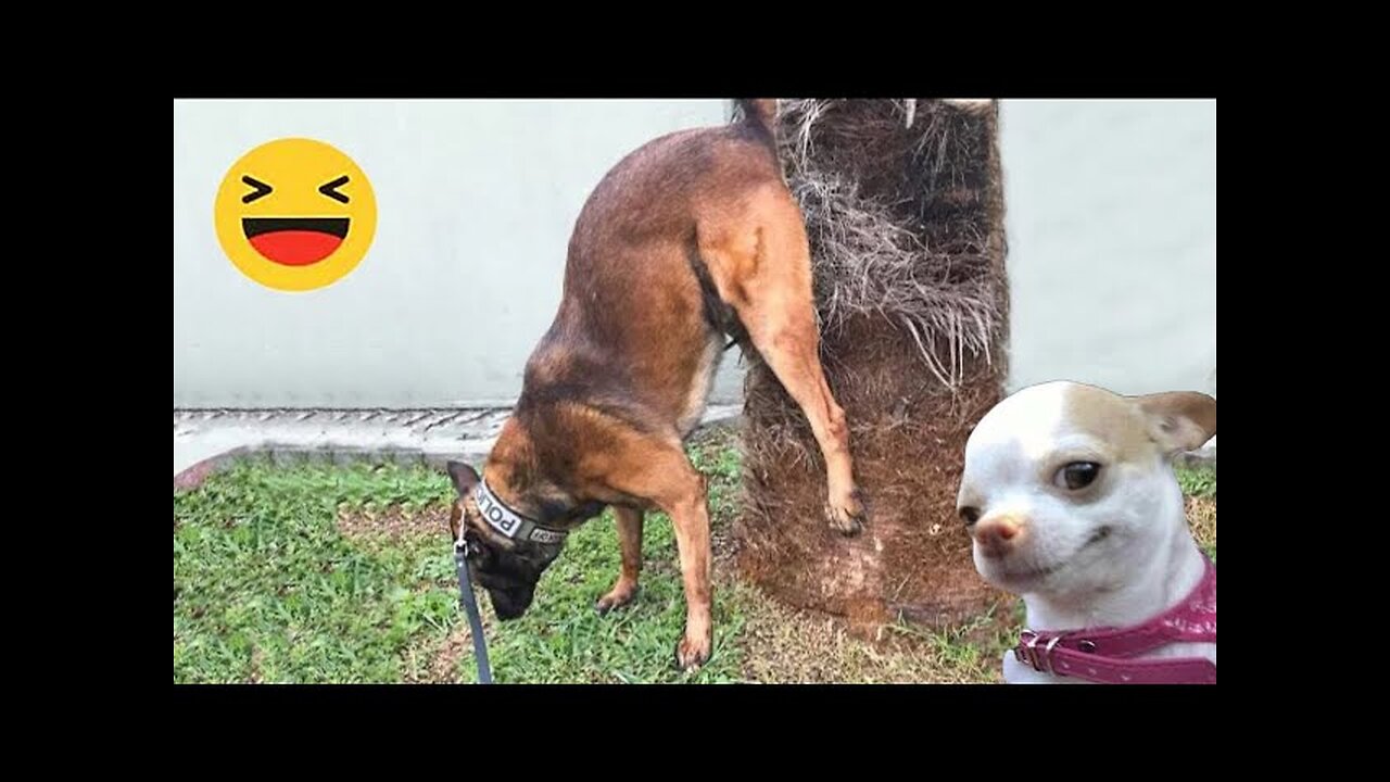 New Funny Animals 😂 Funniest Cats and Dogs Videos 😺🐶