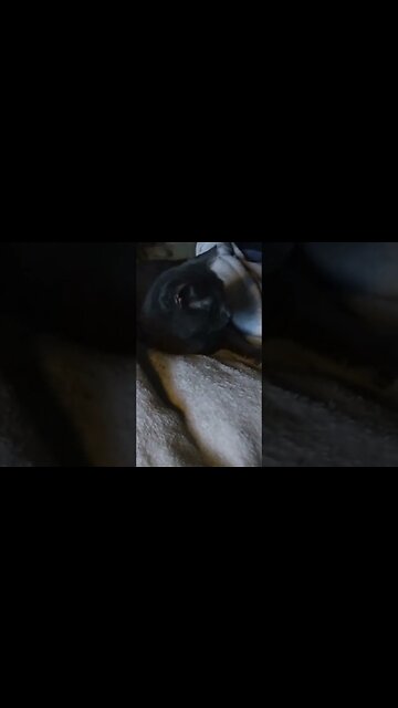 Turbo🐈‍⬛the cat🐈‍⬛stalking his little brubby🐈‍⬛#cute #funny #animal #nature #wildlife #trailcam#farm