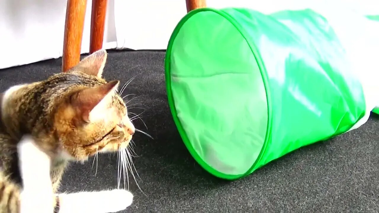Kitten Hits the Camera with His Tail