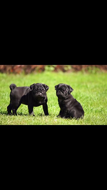 🐶🫠"Kid and Cute Black Pug Puppies: Fun Playtime"🫠🐶
