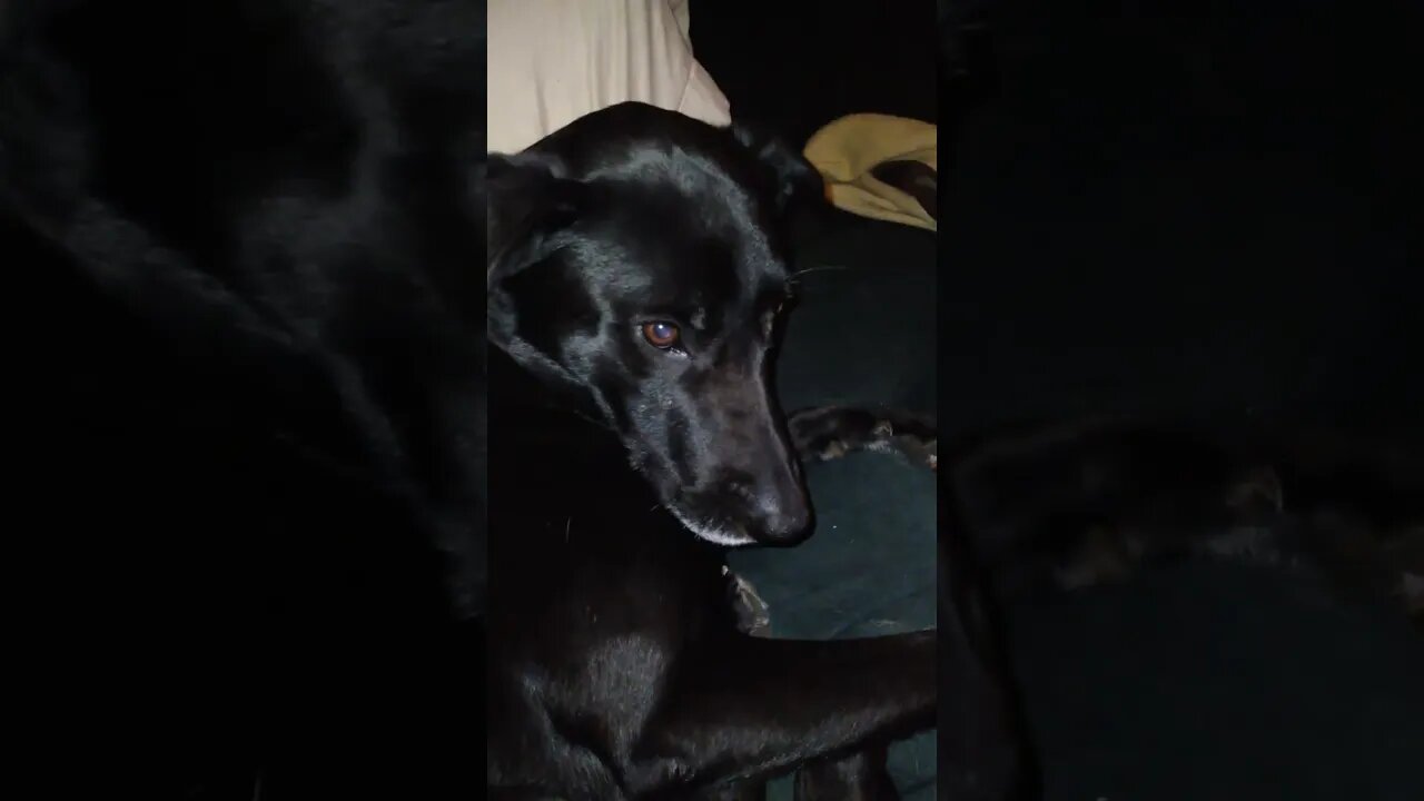 just happy,content puppies πΆβ€πΆβ€ππ