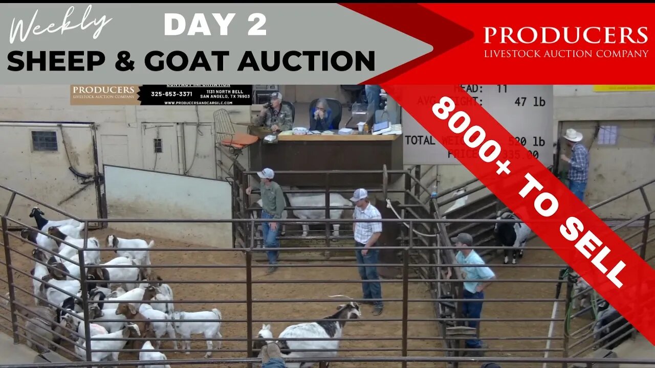 5/3/2023 - Day 2 of Producers Livestock Auction Company Sheep & Goat Auction