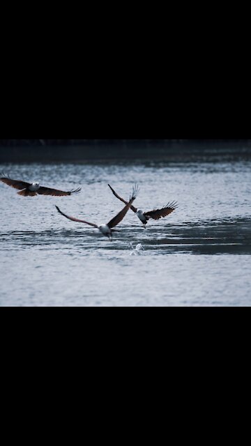 The most amazing shots of predation