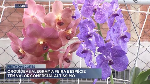 Festa das Cores: Orquídeas Alegram a Feira e Espécie tem Valor Comercial Altíssimo.