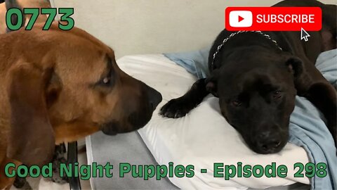 [0773] GOOD NIGHT PUPPIES - EPISODE 298 [#dogs #doggos #doggies #puppies #dogdaycare]