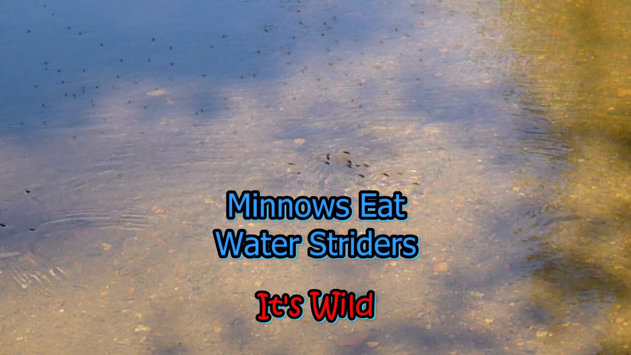 Minnows Eat Water Striders