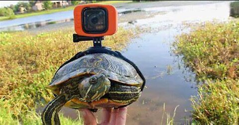 gopro na tartaruga