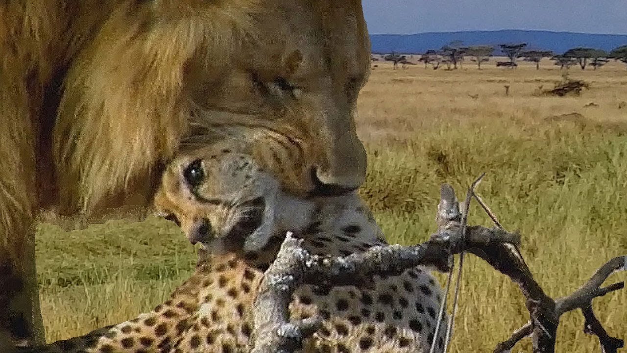 Lion kills and eats Cheetah head, Amazing Animal Attack