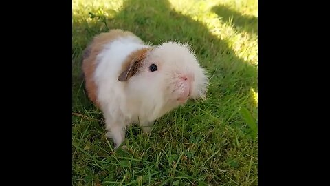 Rescue Guinea Pig Outside For the First Time #shorts #rescueanimals