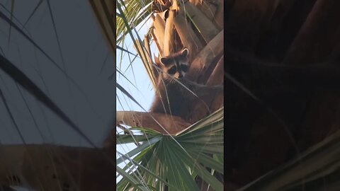 Raccoon in a palm tree #shorts #raccoon #nature #animals #trashpanda