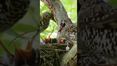 Mamãe Pássaro Alimentando seus Filhotes com Minhoca 😍🦅🐍🙀 #shorts