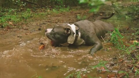 Funny A Dog Getting Wet In The Creek