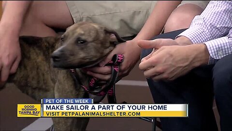 Pet of the week: 2-year-old Sailor is a distinguished lady looking for a loving family