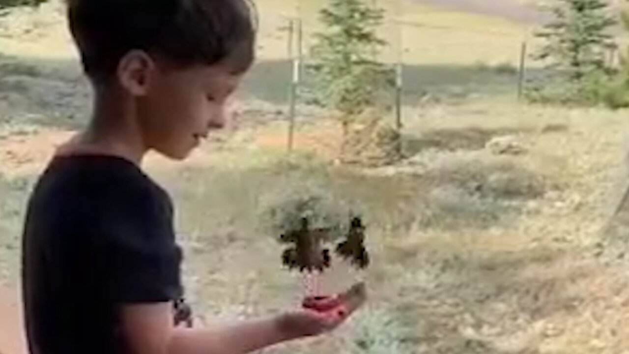 Birds gather around a child is hand