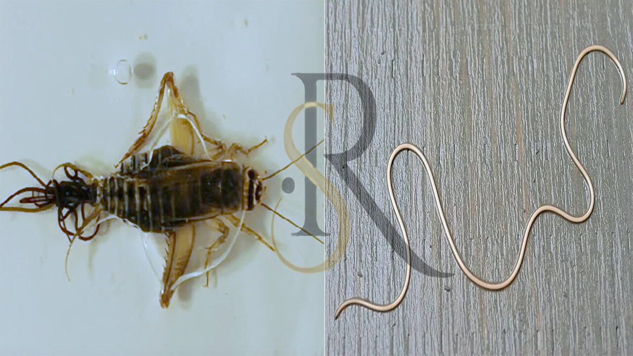 These Hairworms Eat a Cricket Alive and Control Its Mind - Scenic Reflections