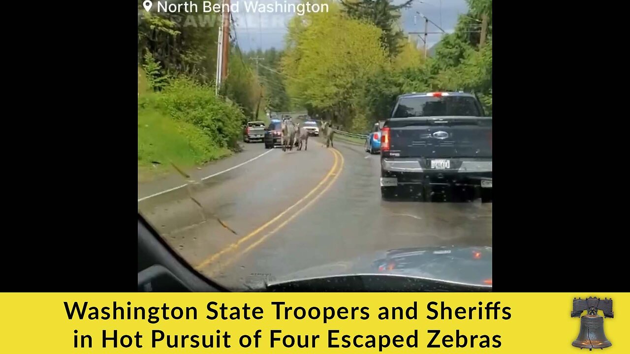 Washington State Troopers and Sheriffs in Hot Pursuit of Four Escaped Zebras