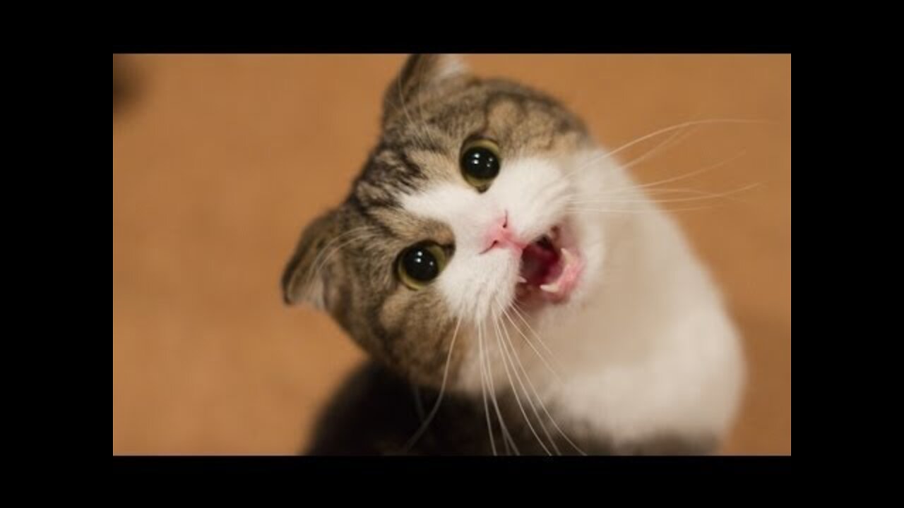 Funny Cats and Kittens Meowing Compilation