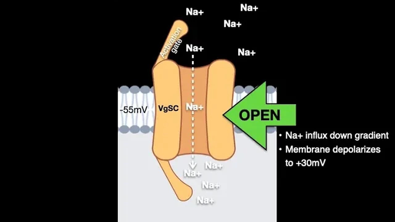 Voltage gated Na channels